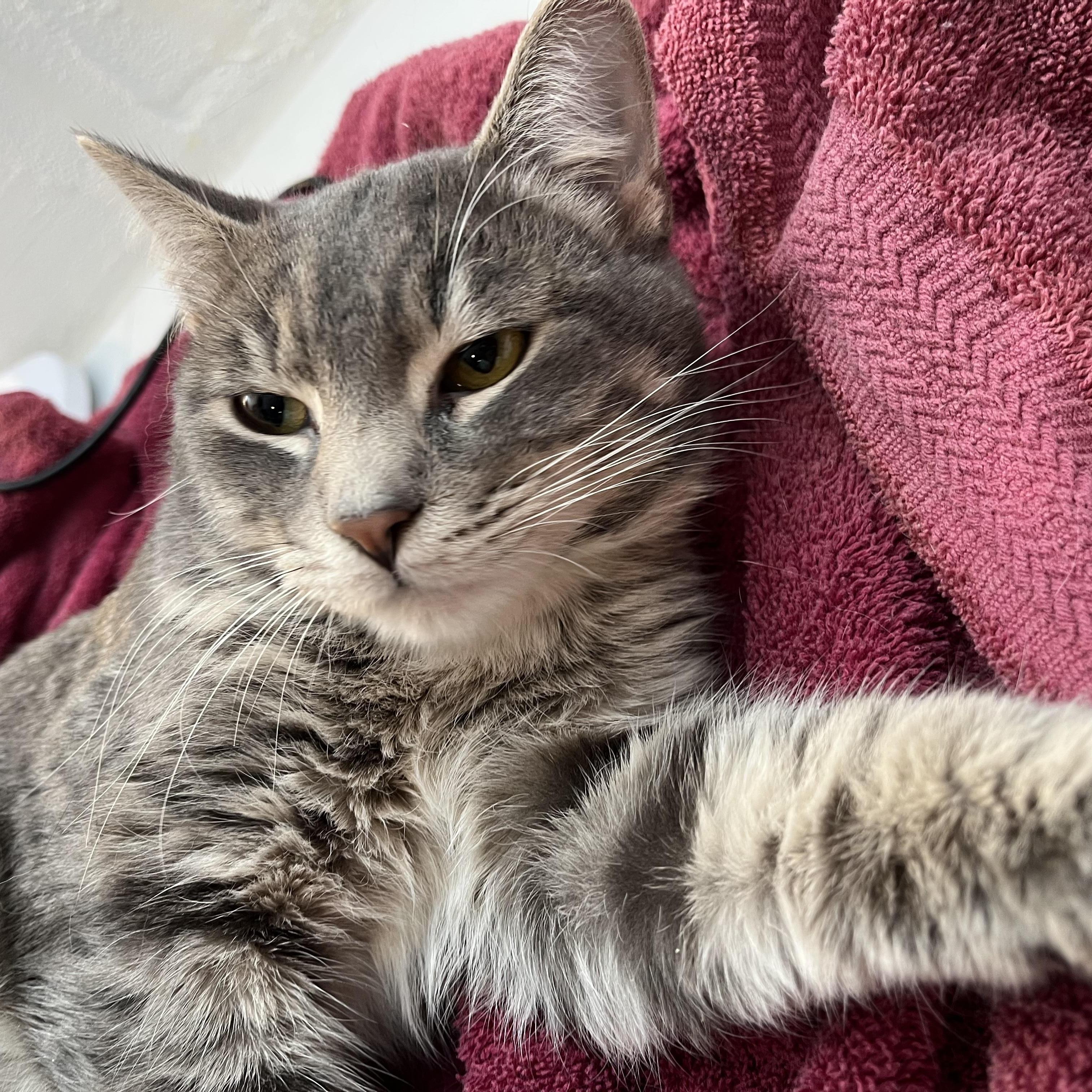 Enlarge The Stranger, an adopted Domestic Short Hair in South Euclid, OH image 6/6