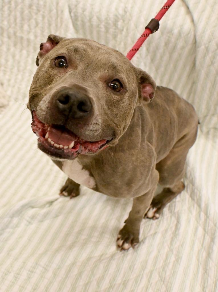 Enlarge Calli *Sponsored Senior, a Adoptable Pit Bull Terrier in Christiansburg, VA image 2/3
