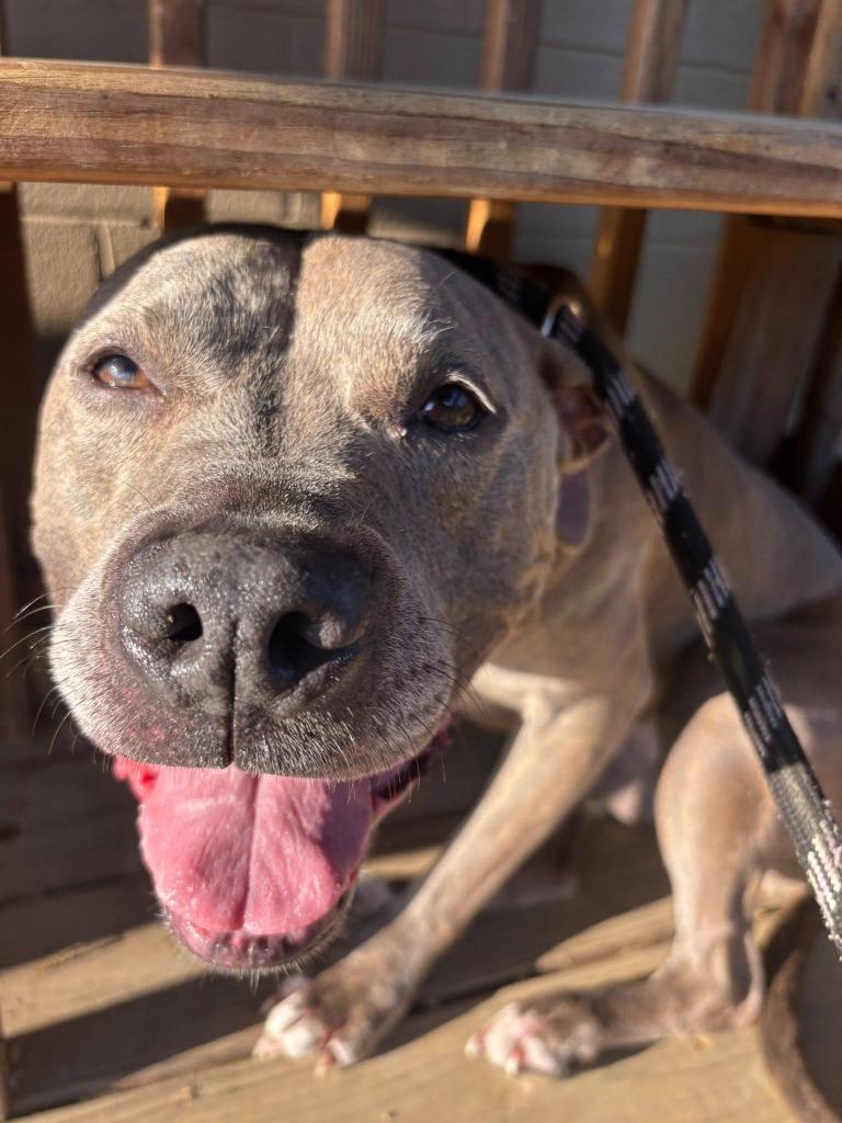 Enlarge Calli *Sponsored Senior, a Adoptable Pit Bull Terrier in Christiansburg, VA image 3/3