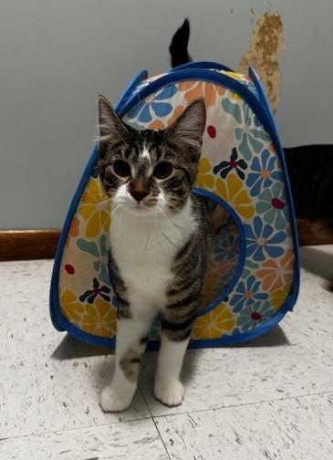 Zilch, a Adoptable Domestic Short Hair in Hutchinson, MN image 1/4