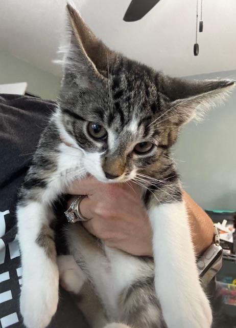 Zilch, a Adoptable Domestic Short Hair in Hutchinson, MN image 4/4