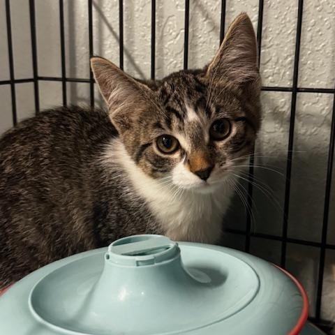 Zilch, a Adoptable Domestic Short Hair in Hutchinson, MN image 2/4