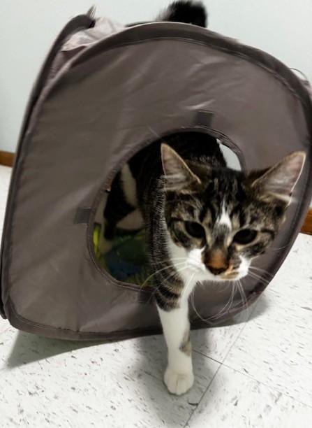 Zilch, a Adoptable Domestic Short Hair in Hutchinson, MN image 3/4