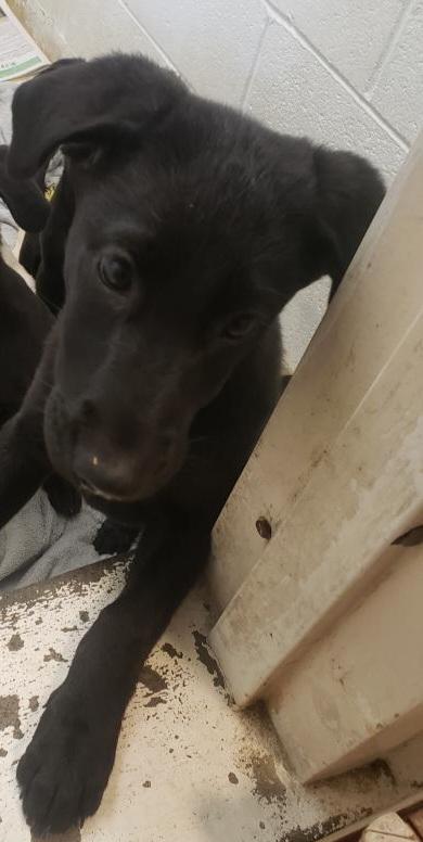 brady bunch litter (lab puppies) jan, Adopted, Puppy Female Labrador Retriever & German Shepherd Dog.