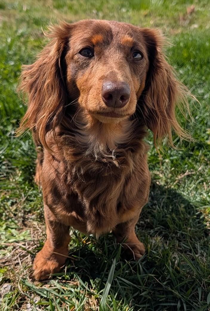 Enlarge Romie fostered in GA, an adopted Dachshund (Long Haired) in Martinez, GA image 4/5