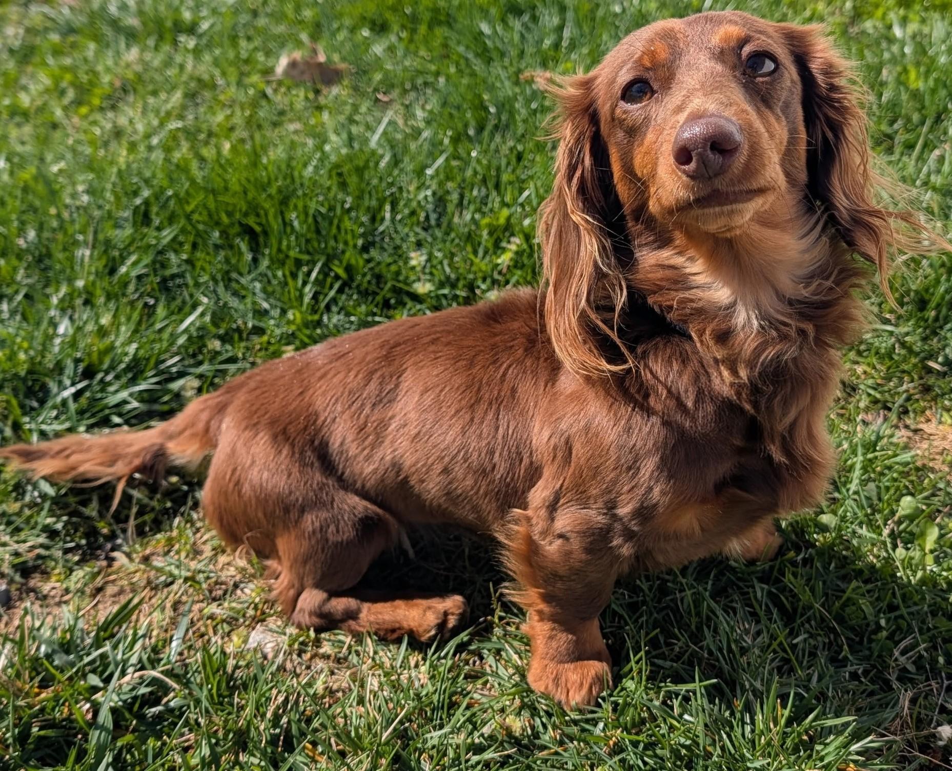 Enlarge Romie fostered in GA, an adopted Dachshund (Long Haired) in Martinez, GA image 5/5