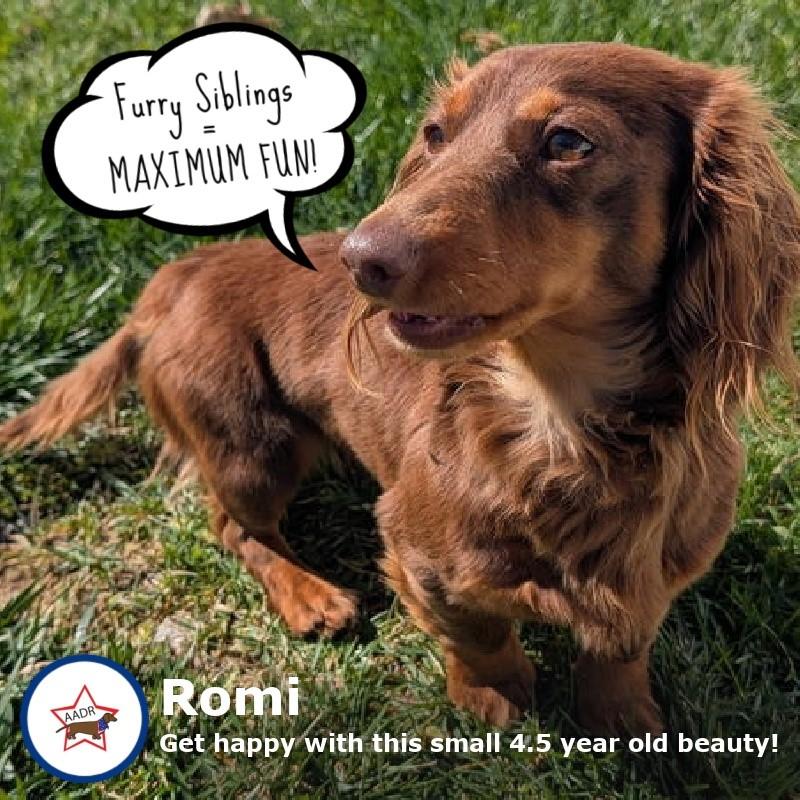 Enlarge Romie fostered in GA, an adopted Dachshund (Long Haired) in Martinez, GA image 1/5