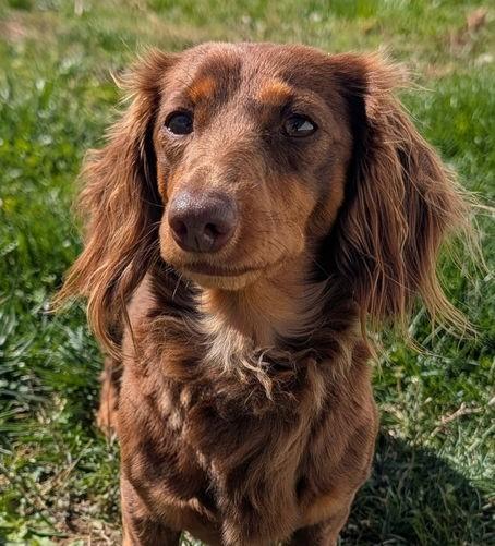 Enlarge Romie fostered in GA, an adopted Dachshund (Long Haired) in Martinez, GA image 2/5