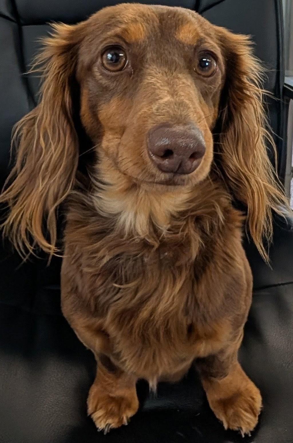 Enlarge Romie fostered in GA, an adopted Dachshund (Long Haired) in Martinez, GA image 3/5