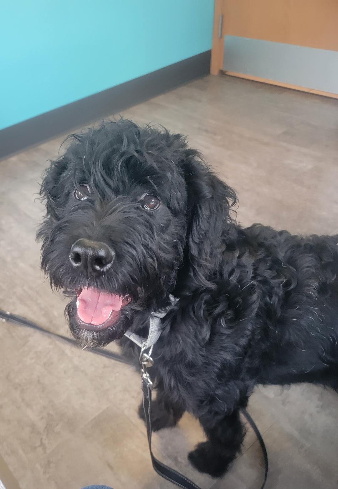 Coaly - SCROLL - READ BIO, a Adopted mixed breed in Rockford, IL image 1/5