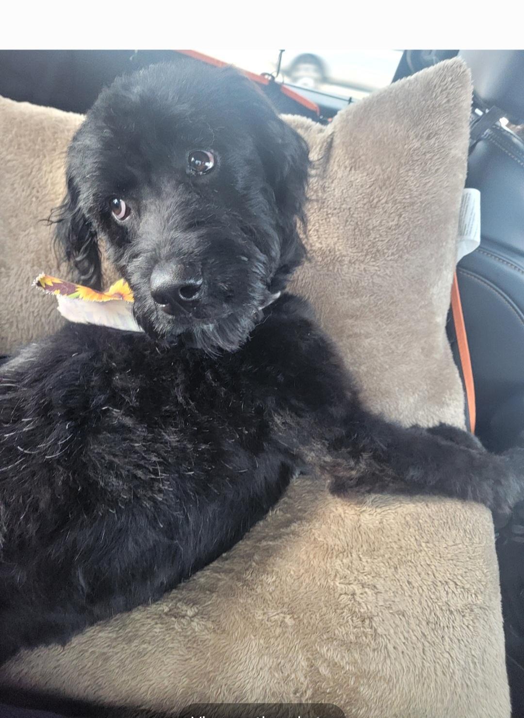 Coaly - SCROLL - READ BIO, Adopted, Young Female Labradoodle.
