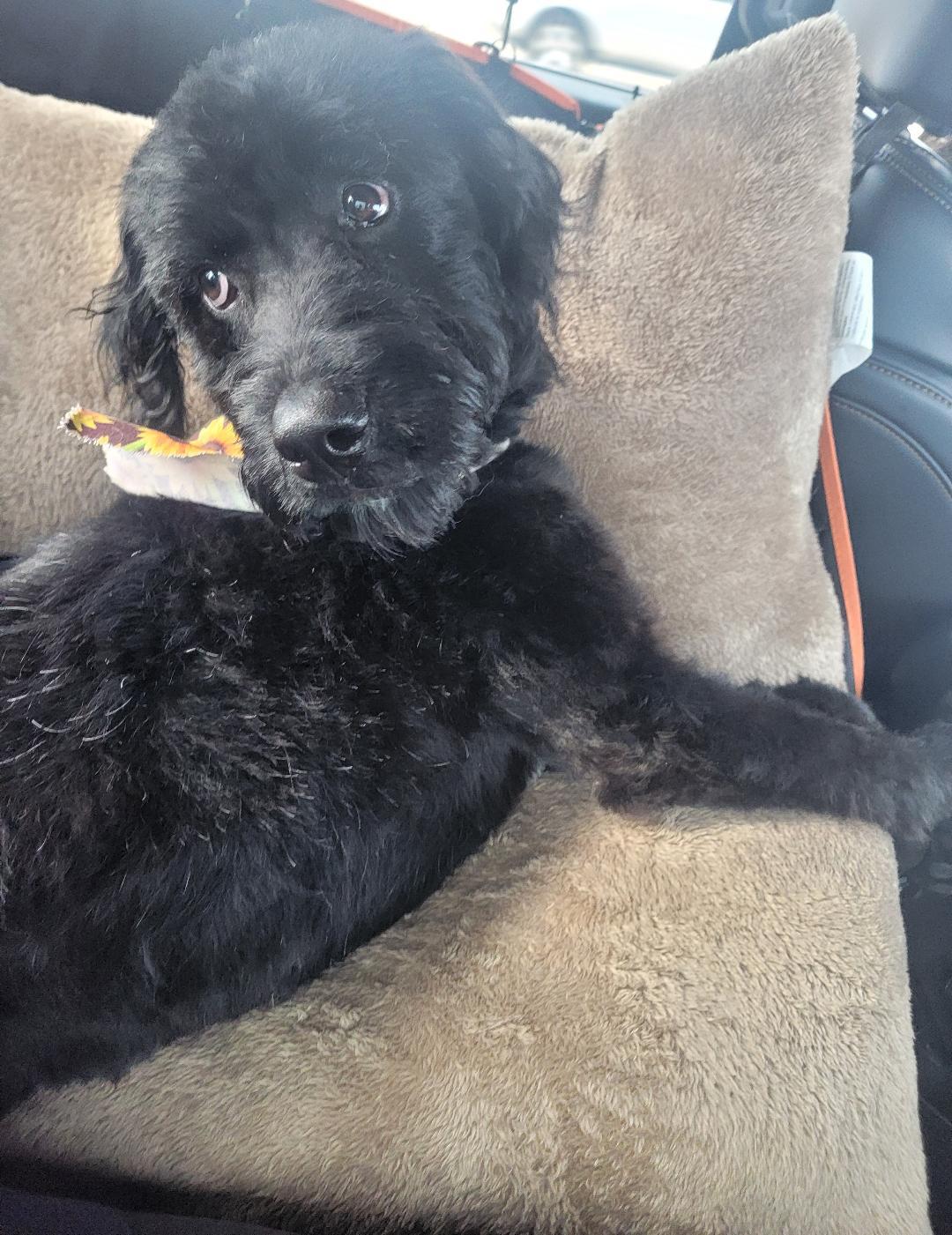 Coaly - SCROLL - READ BIO, a Adopted mixed breed in Rockford, IL image 3/5