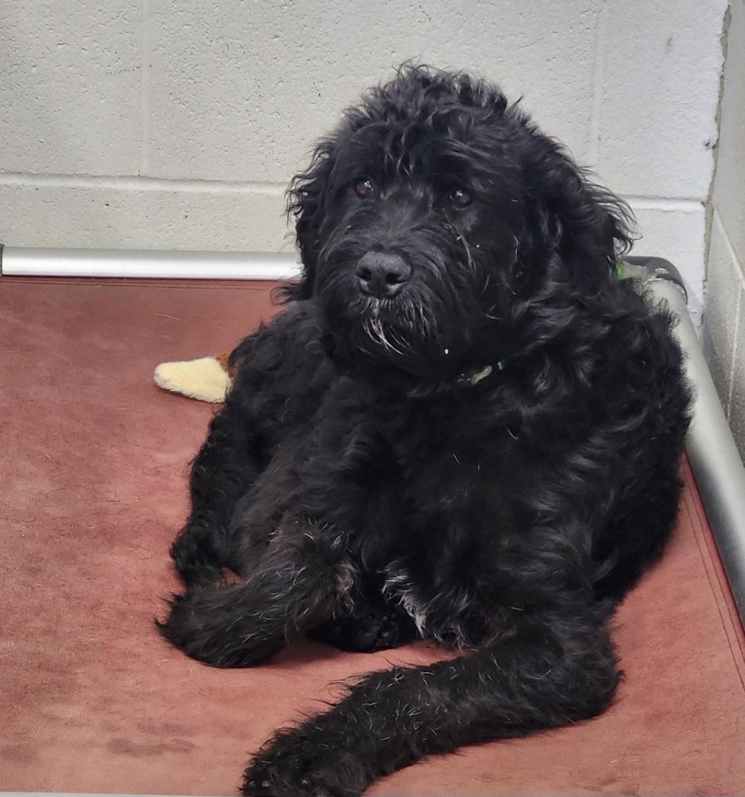 Coaly - SCROLL - READ BIO, a Adopted mixed breed in Rockford, IL image 4/5