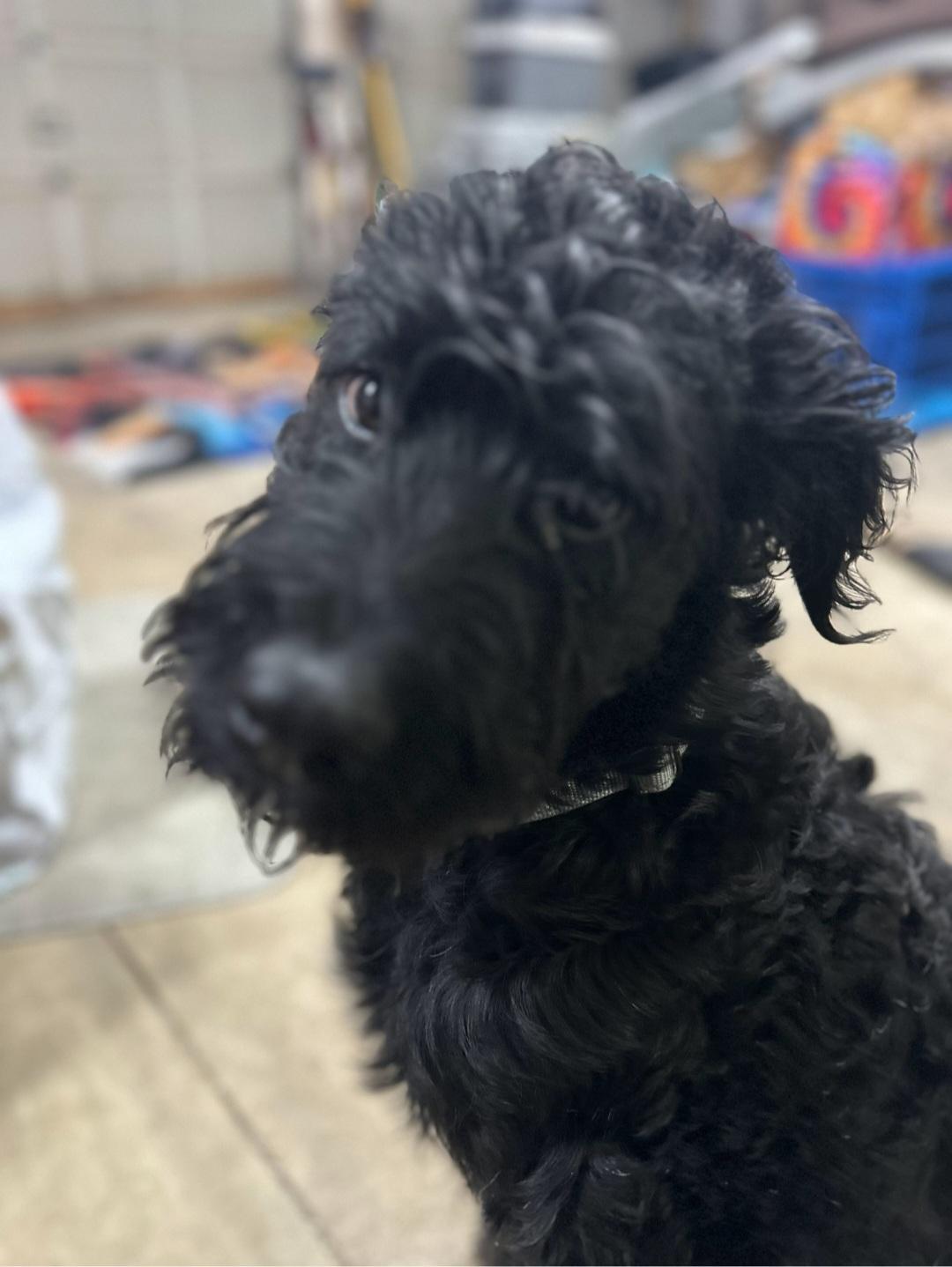 Coaly - SCROLL - READ BIO, a Adopted mixed breed in Rockford, IL image 5/5