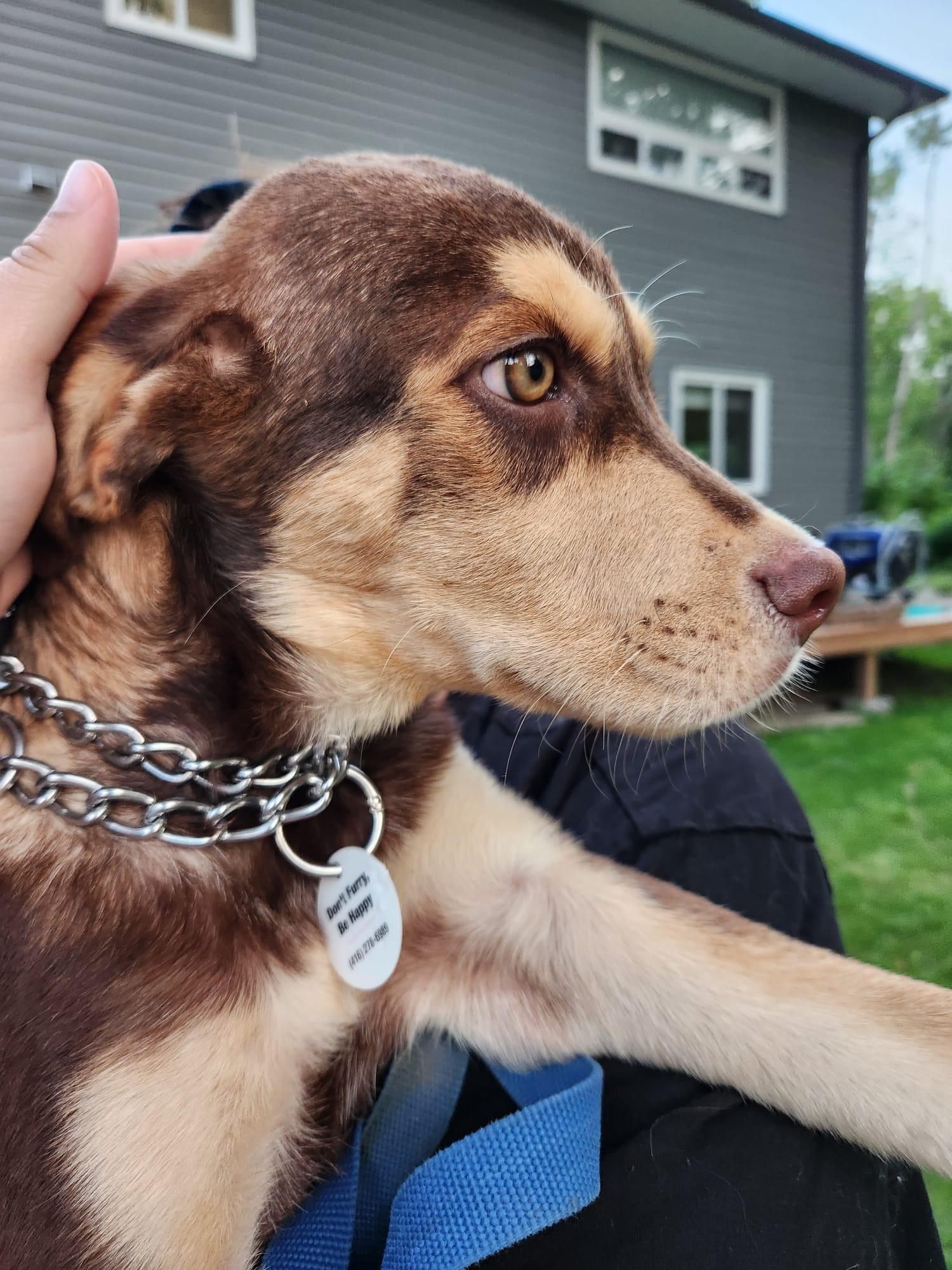 Enlarge Kojo, a ADOPTABLE mixed breed in Newmarket, ON image 3/6