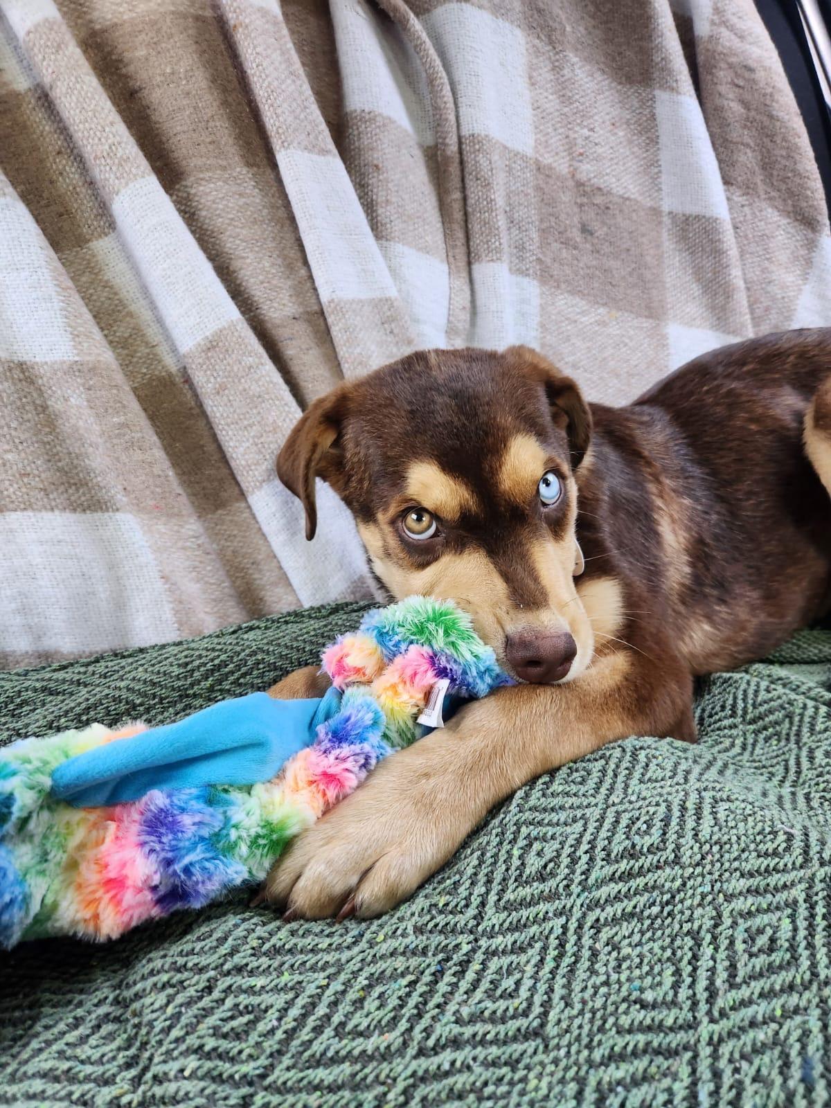Enlarge Kojo, a ADOPTABLE mixed breed in Newmarket, ON image 5/6