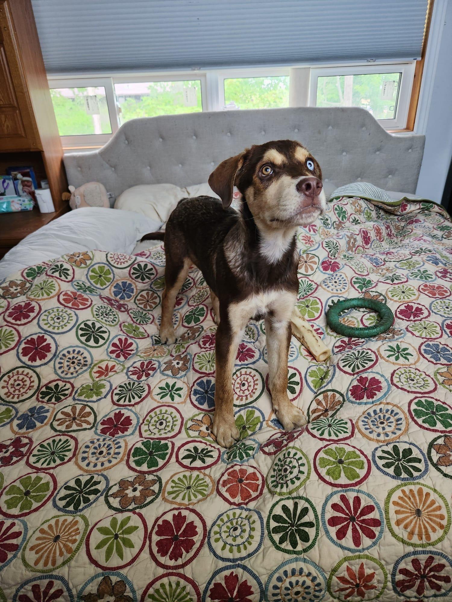 Enlarge Kojo, a ADOPTABLE mixed breed in Newmarket, ON image 6/6