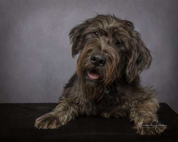 Enlarge Hank, an adopted Schnoodle in Cullman, AL image 2/2