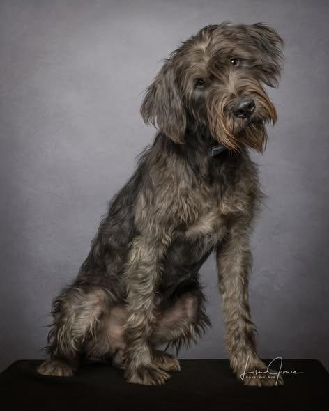 Enlarge Hank, an adopted Schnoodle in Cullman, AL image 1/2