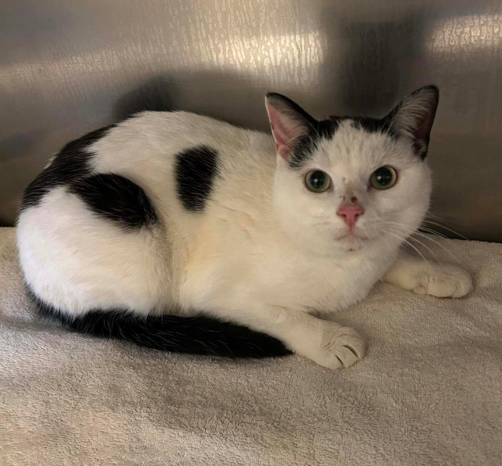 Enlarge Evangeline, a Adoptable mixed breed in Parsons, WV image 1/1