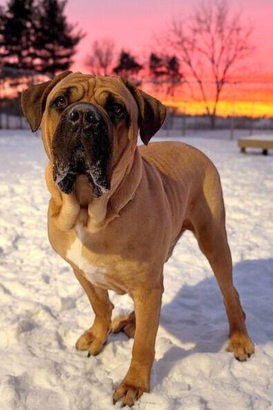 Enlarge Remy, an adopted Mastiff in Jefferson, WI image 1/3