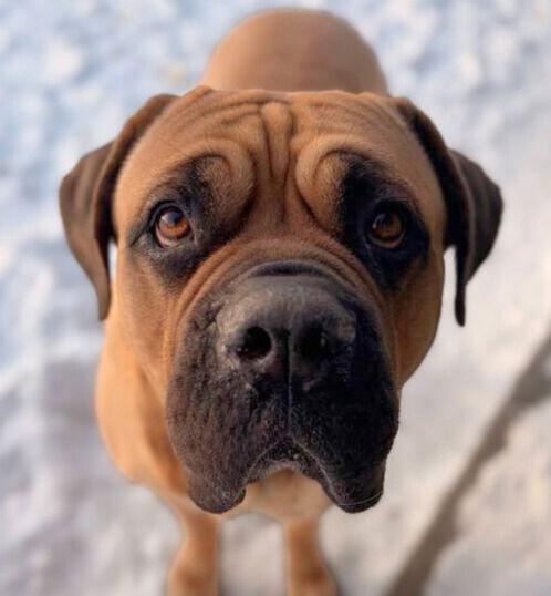 Enlarge Remy, an adopted Mastiff in Jefferson, WI image 2/3