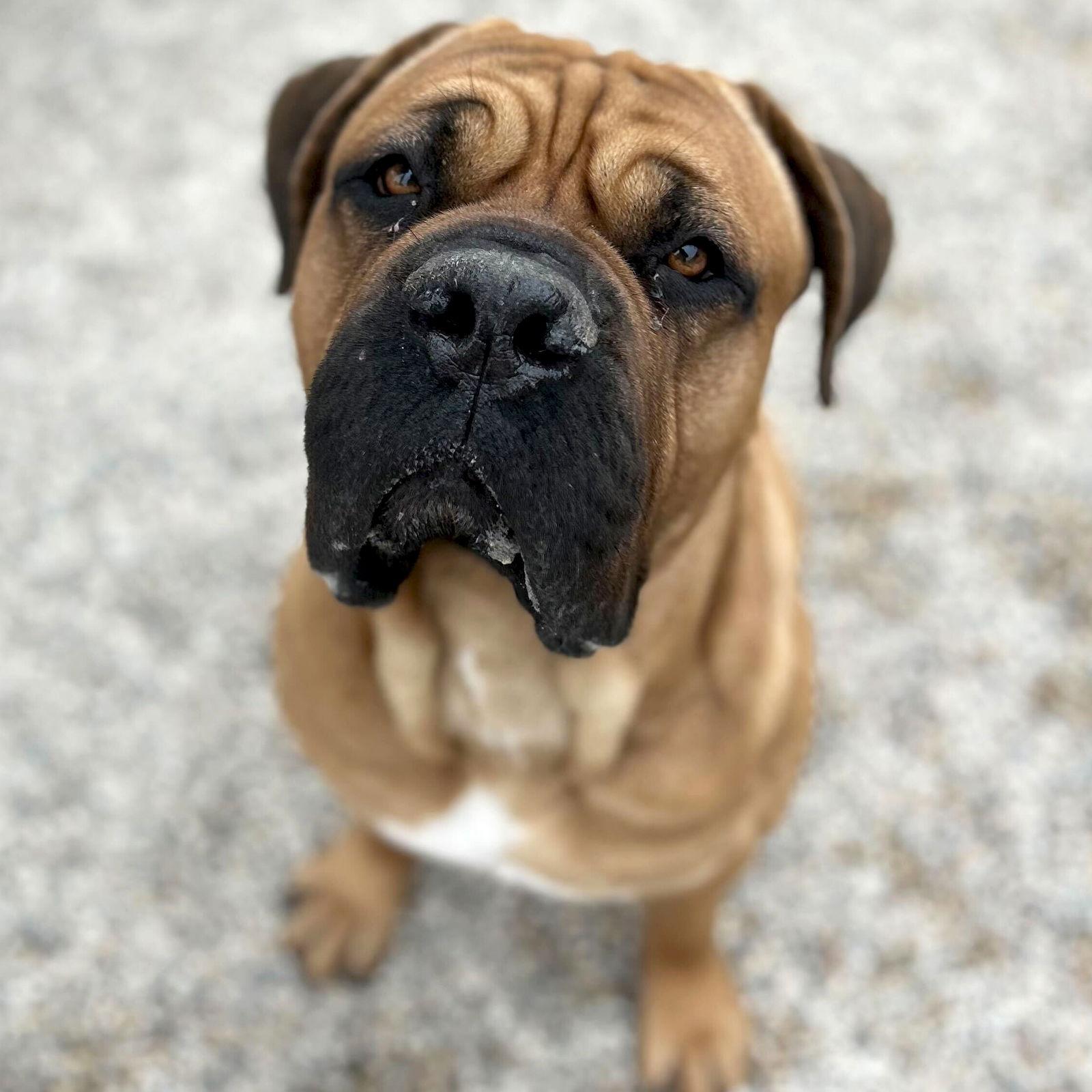 Enlarge Remy, an adopted Mastiff in Jefferson, WI image 3/3