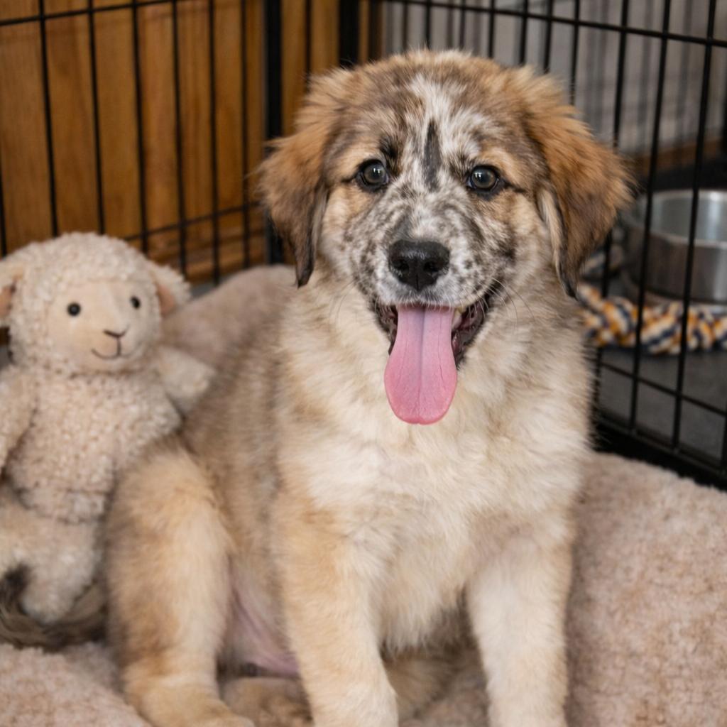 Johnny Cash, Adoptable, Puppy Male Great Pyrenees & Mixed Breed.
