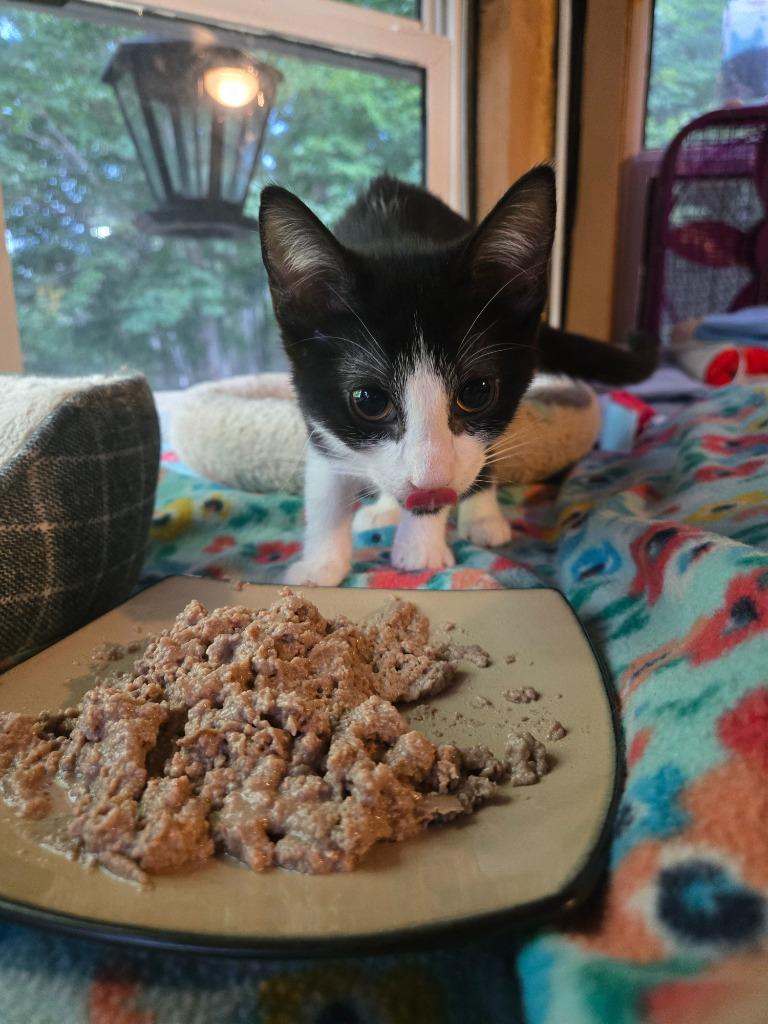 Mrs. Puff, Adoptable, Kitten Female Domestic Medium Hair.