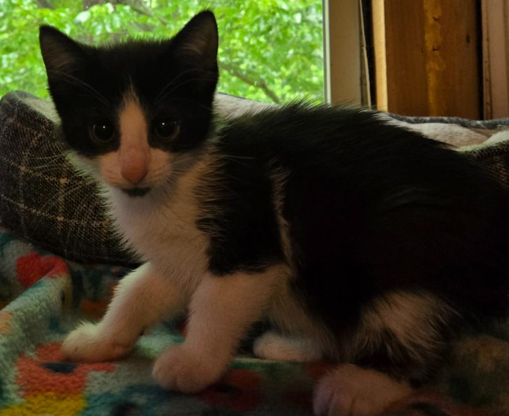 Mrs. Puff, Adoptable, Kitten Female Domestic Medium Hair.