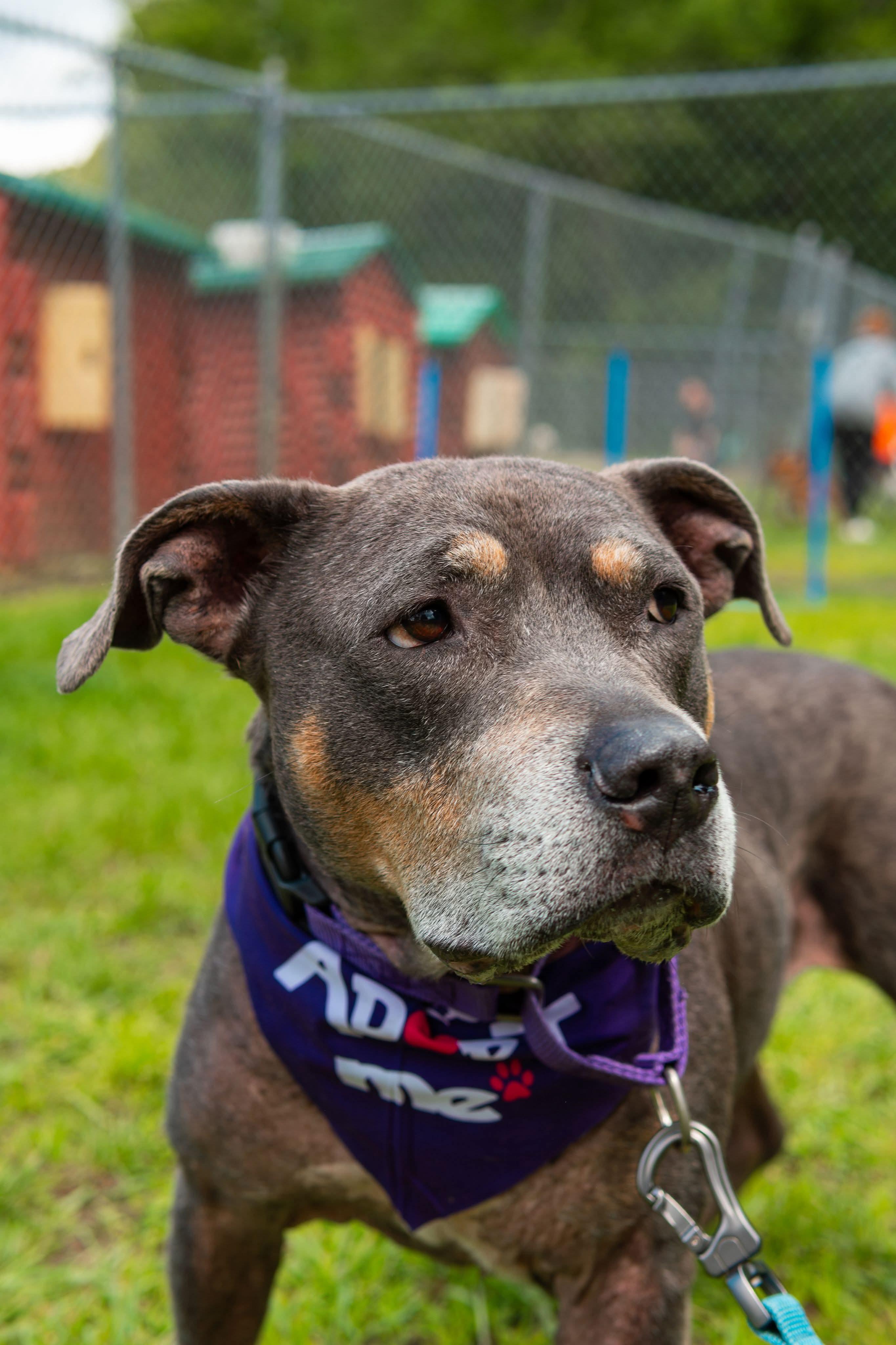 Natalie, Senior Female Pit Bull Terrier