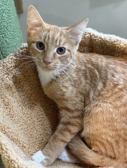 Zephyrus, Adoptable, Young Male Domestic Short Hair.