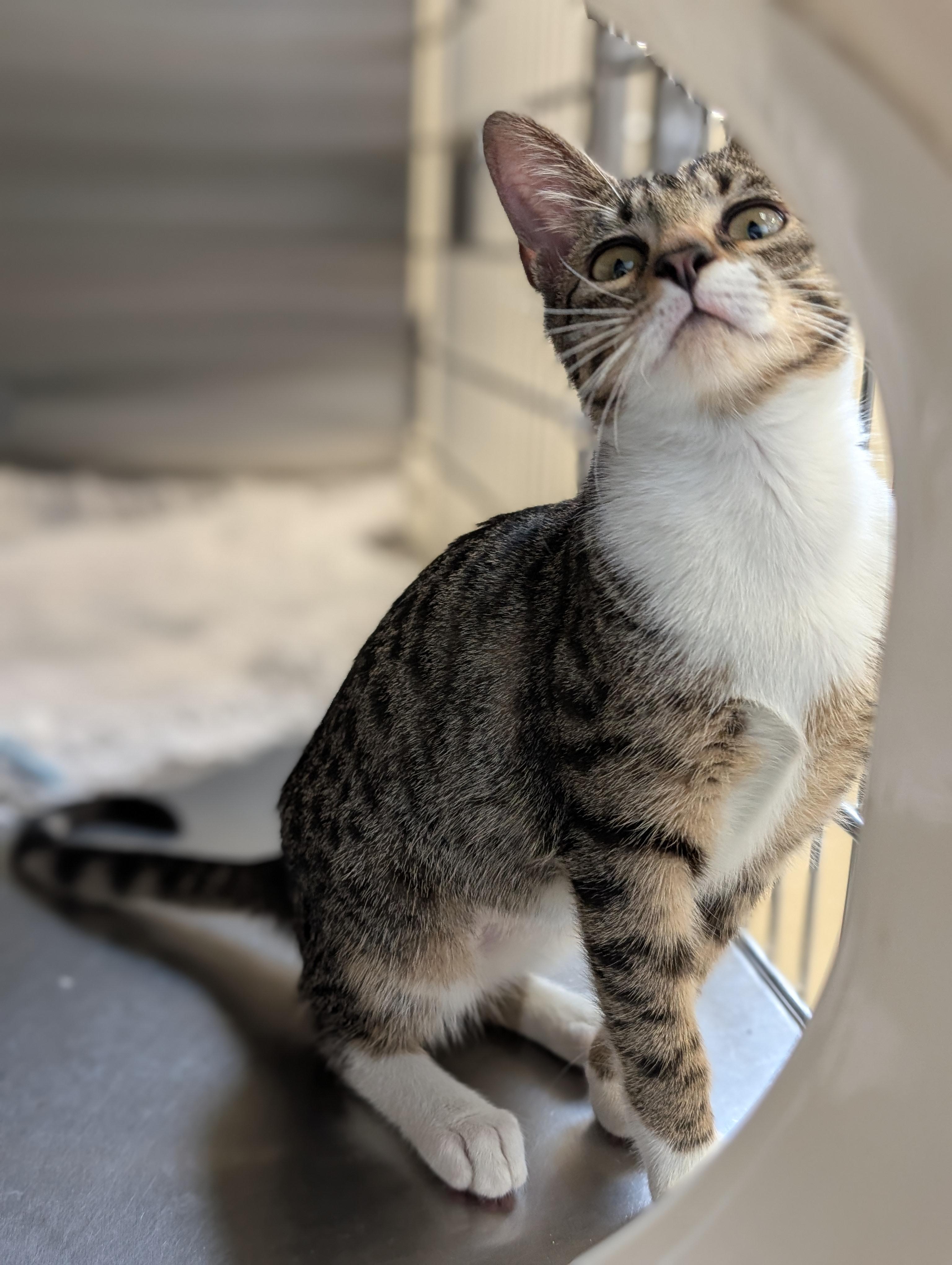 Leola, a Adoptable Domestic Short Hair in Jefferson, WI image 3/4