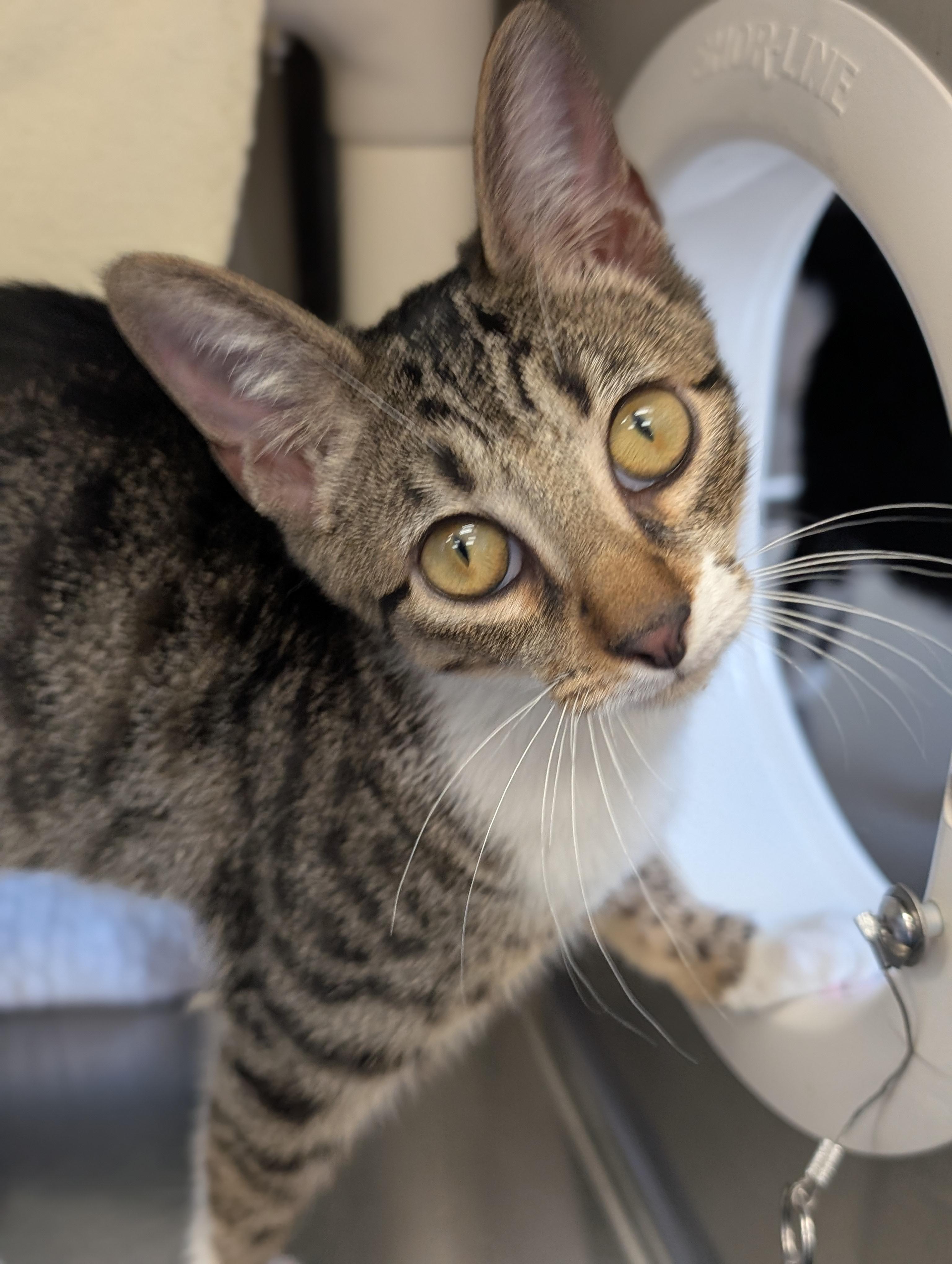 Leola, a Adoptable Domestic Short Hair in Jefferson, WI image 4/4