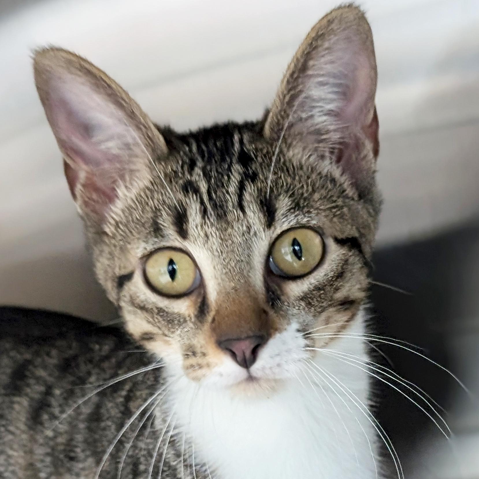 Leola, a Adoptable Domestic Short Hair in Jefferson, WI image 1/4