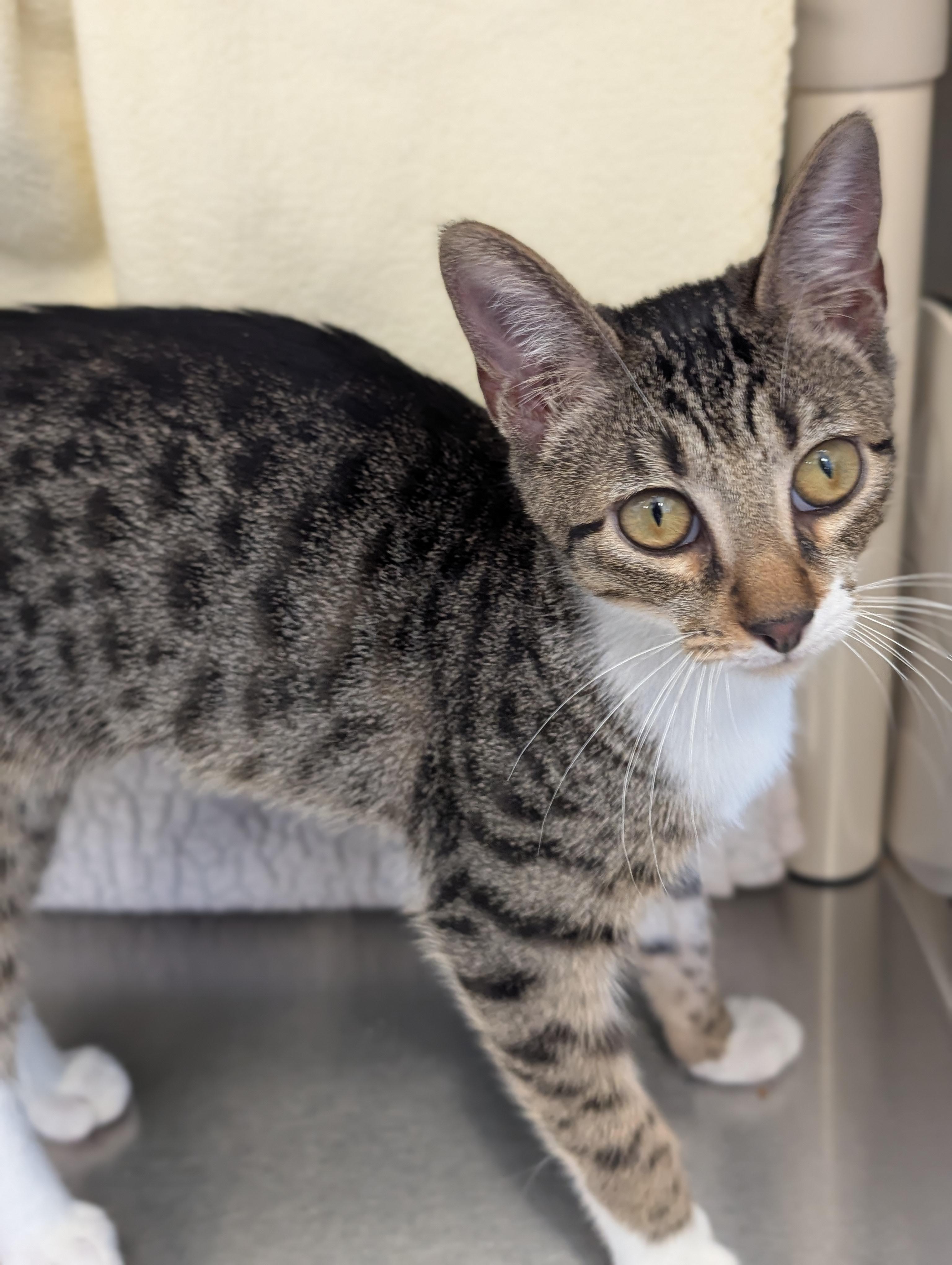 Leola, a Adoptable Domestic Short Hair in Jefferson, WI image 2/4