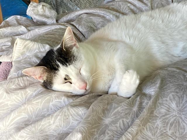 Enlarge Miller, a Adoptable Tabby in Midway City, CA image 1/10