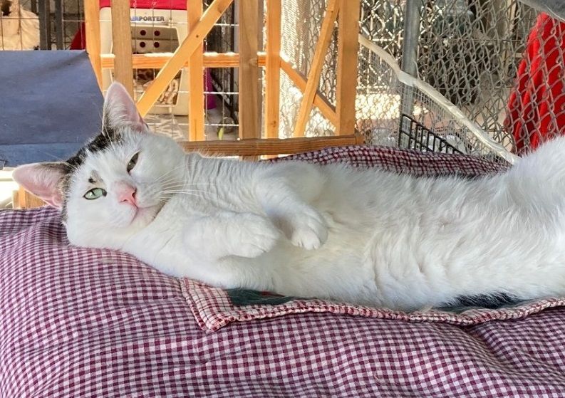 Enlarge Miller, a Adoptable Tabby in Midway City, CA image 2/10