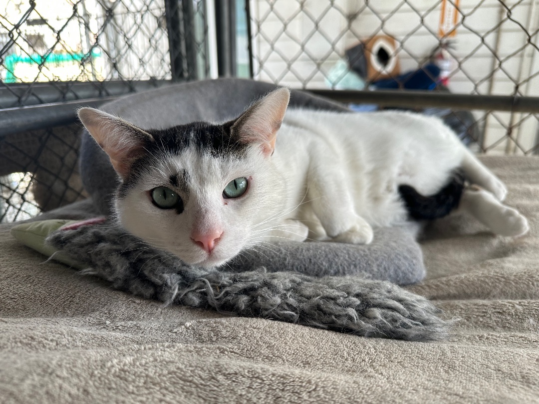 Enlarge Miller, a Adoptable Tabby in Midway City, CA image 3/10