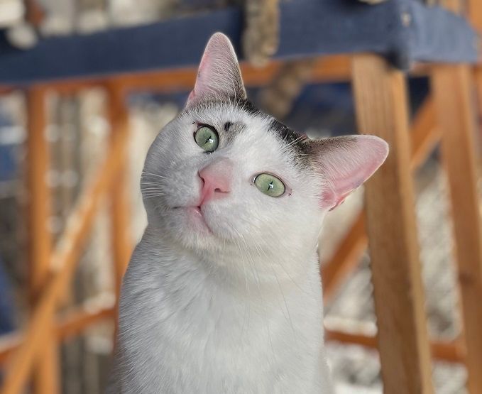 Enlarge Miller, a Adoptable Tabby in Midway City, CA image 4/10