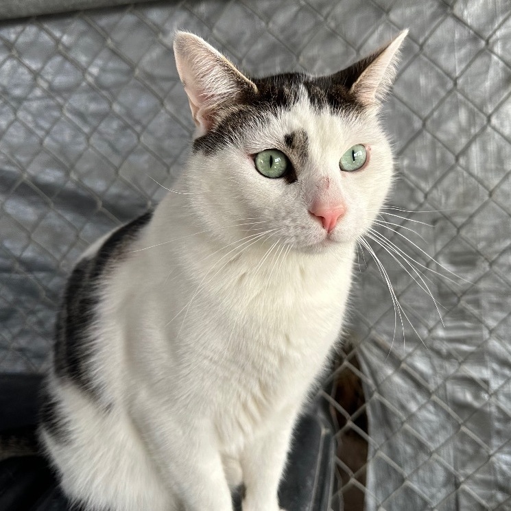 Enlarge Miller, a Adoptable Tabby in Midway City, CA image 5/10