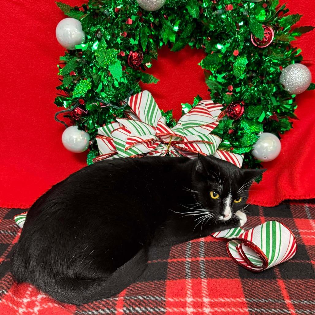 Shirley the Medium, Adoptable, Adult Female Domestic Short Hair.