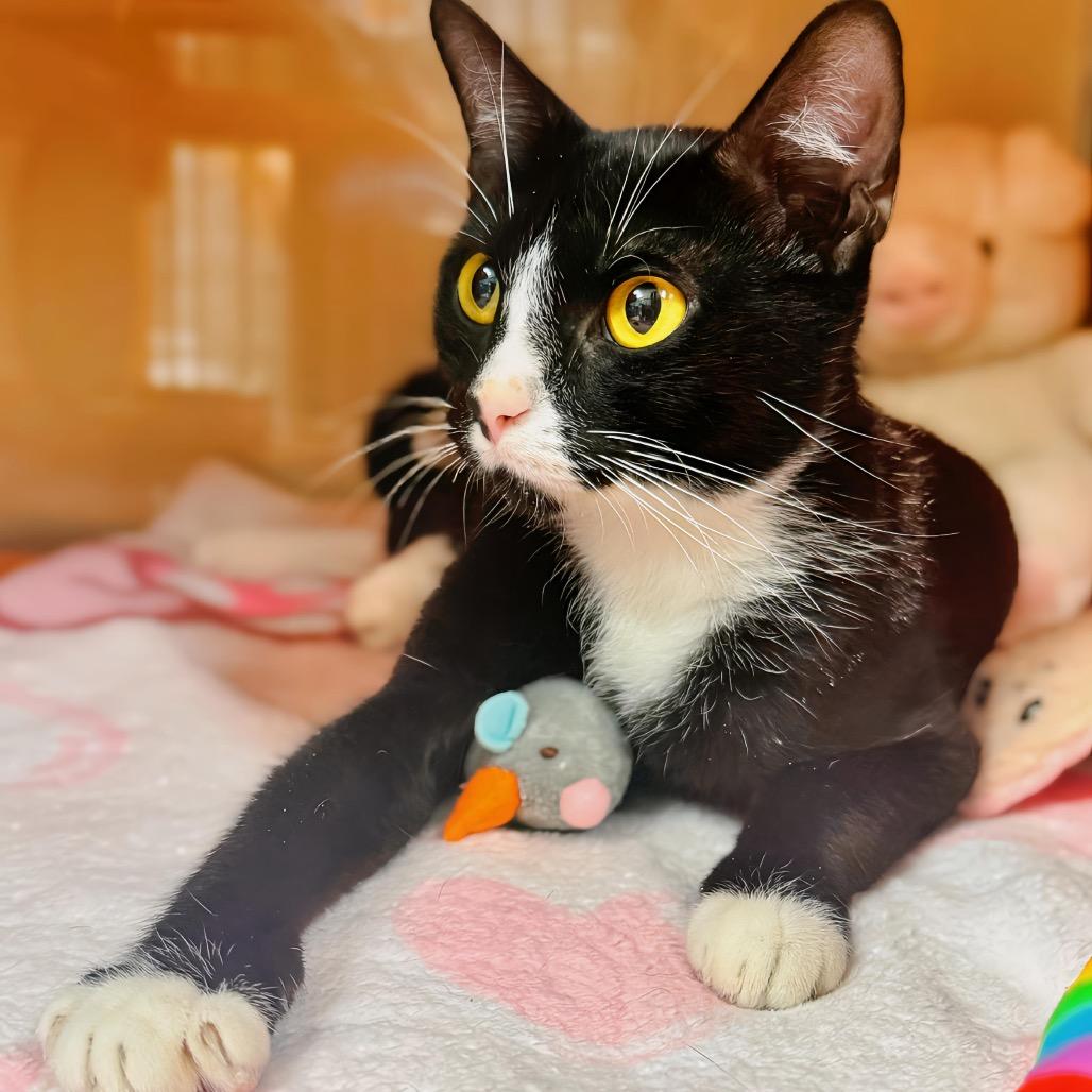 Enlarge Shirley the Medium, a Adoptable Domestic Short Hair in Enid, OK image 1/2