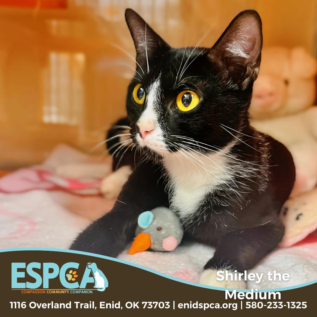 Enlarge Shirley the Medium, a Adoptable Domestic Short Hair in Enid, OK image 2/2