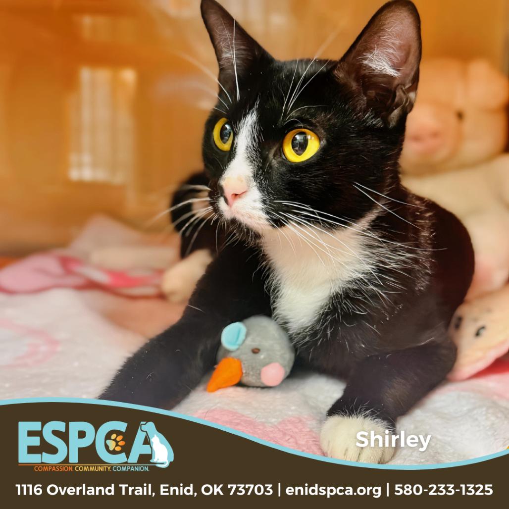 Enlarge Shirley the Medium, a Adoptable Domestic Short Hair in Enid, OK image 3/3