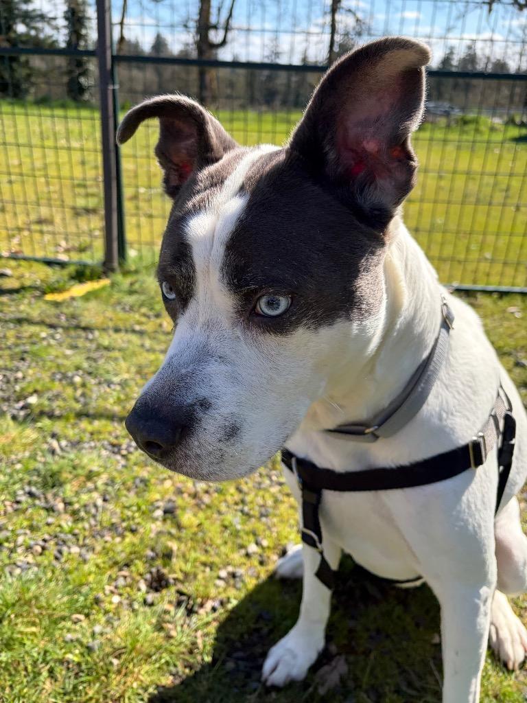 Rock, Adoptable, Adult Male Pit Bull Terrier.