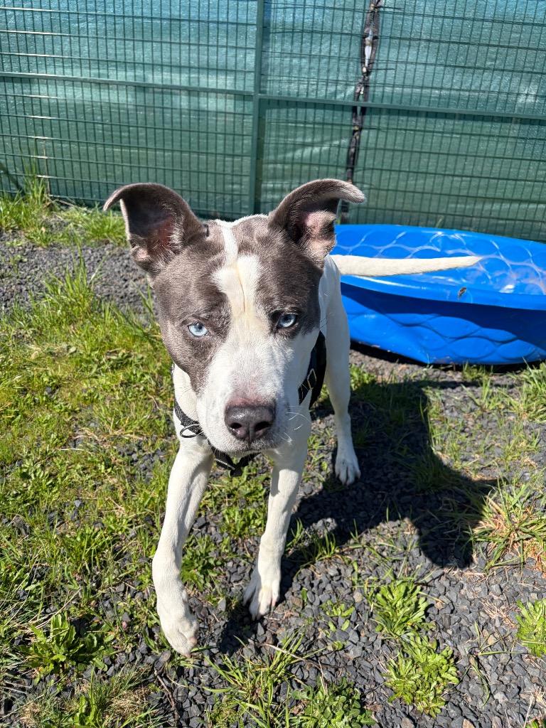 Enlarge Rock, a Adoptable mixed breed in St. Helens, OR image 2/6