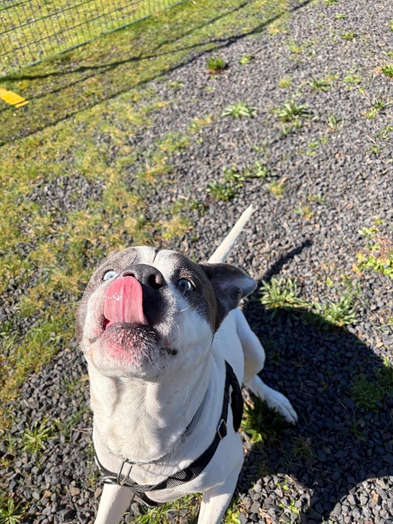 Enlarge Rock, a Adoptable mixed breed in St. Helens, OR image 3/6