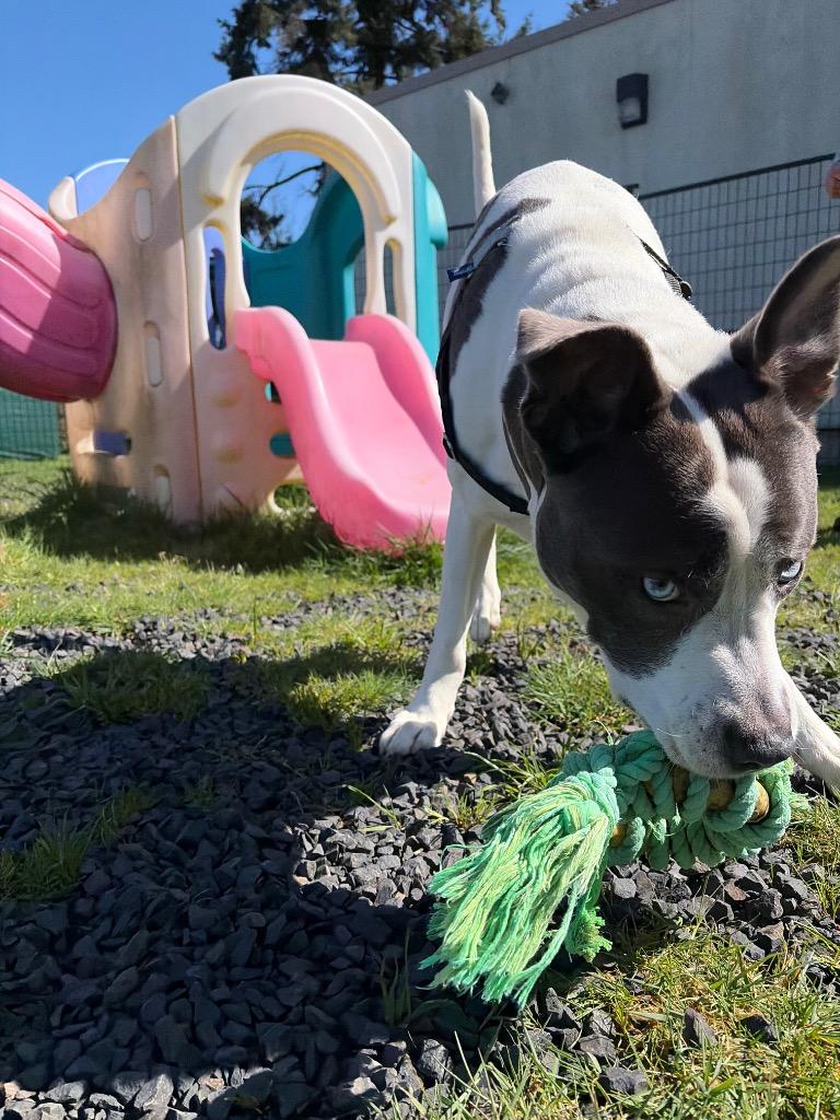 Enlarge Rock, a Adoptable mixed breed in St. Helens, OR image 4/6
