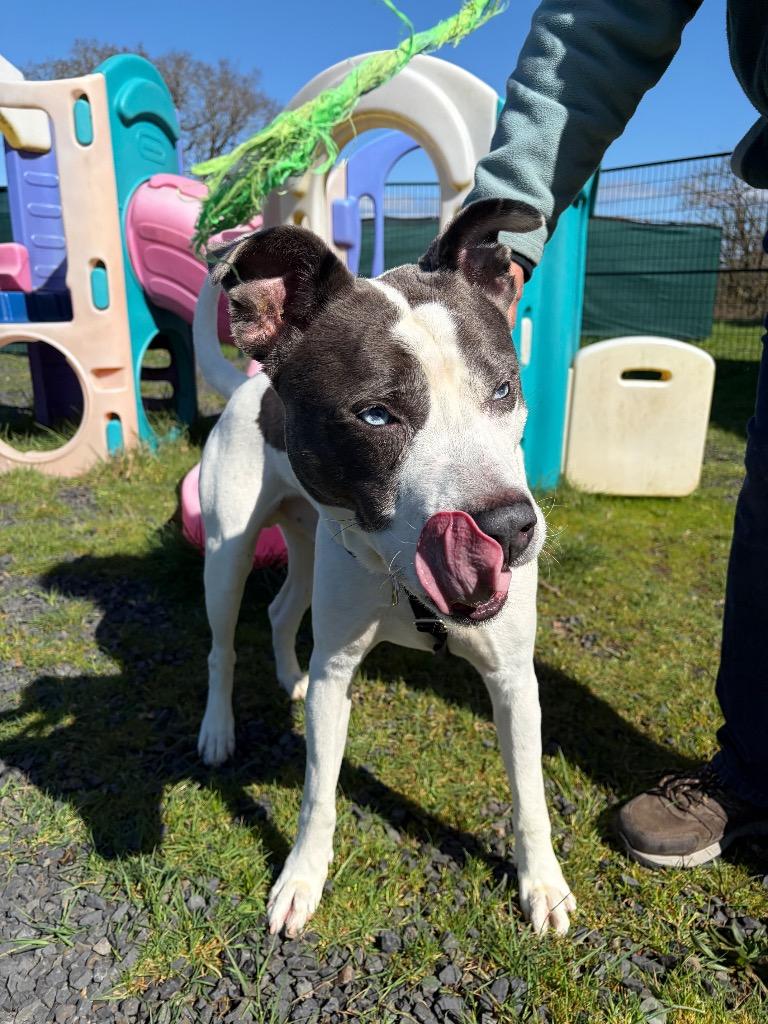 Enlarge Rock, a Adoptable mixed breed in St. Helens, OR image 5/6